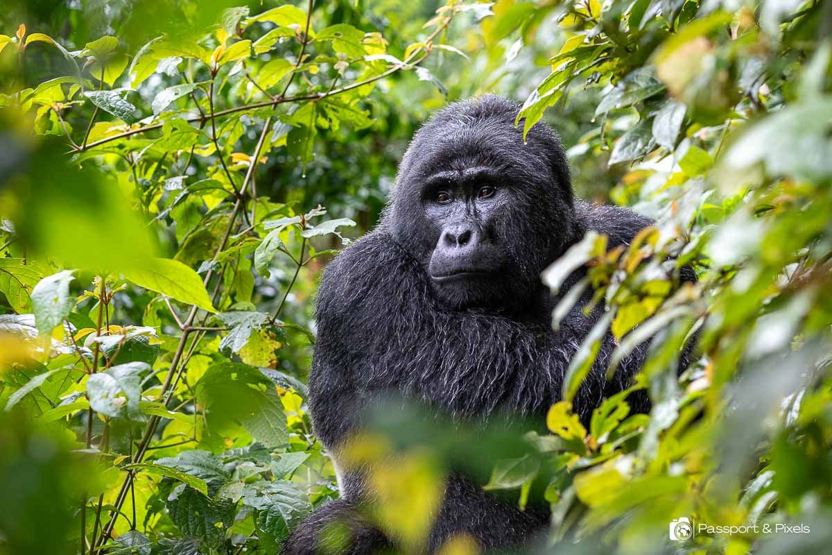 Mountain gorilla trekking experience from Garden Place Hotel Rwanda