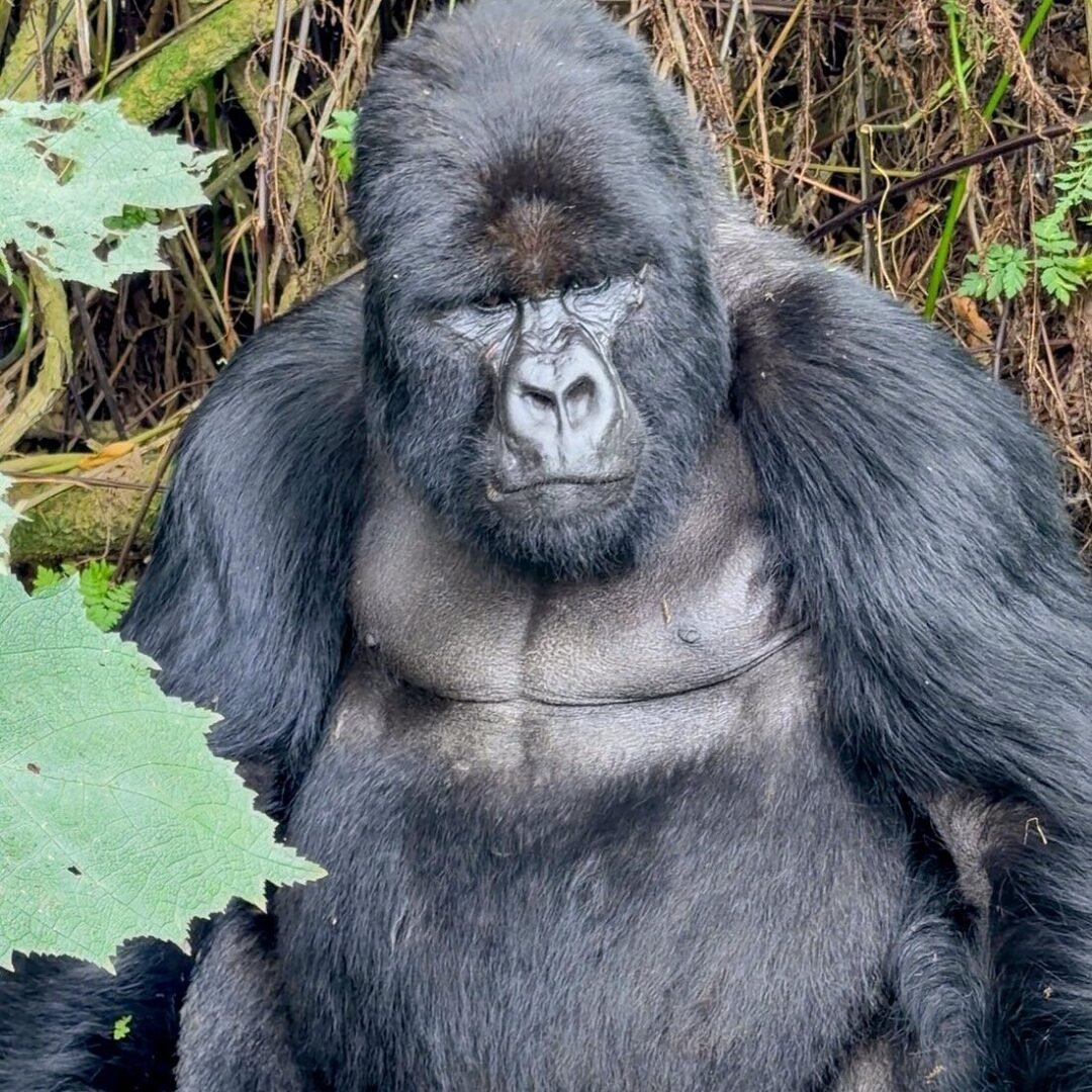 Mountain gorilla trekking from Ingagi Park View Lodge Rwanda