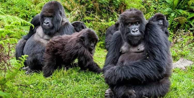 Mountain gorilla trekking from Kinigi Guest House Rwanda