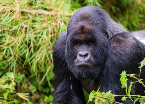 2 Days Rwanda Gorilla Trekking Safari From Kigali