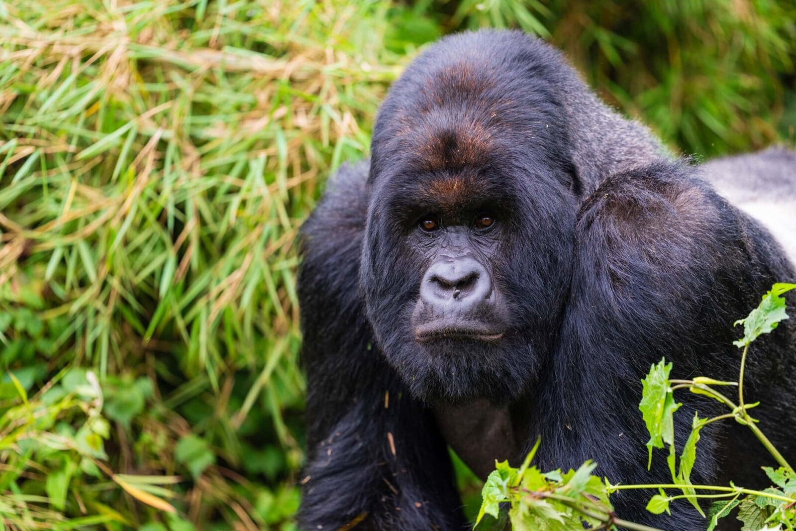 Mountain gorilla trekking from Kinigi Guest House Rwanda