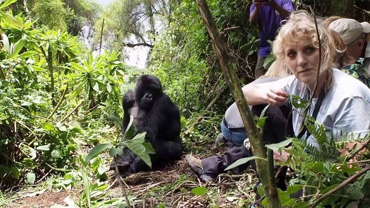 Mountain gorilla trekking from Virunga Inn Resort and Spa Rwanda