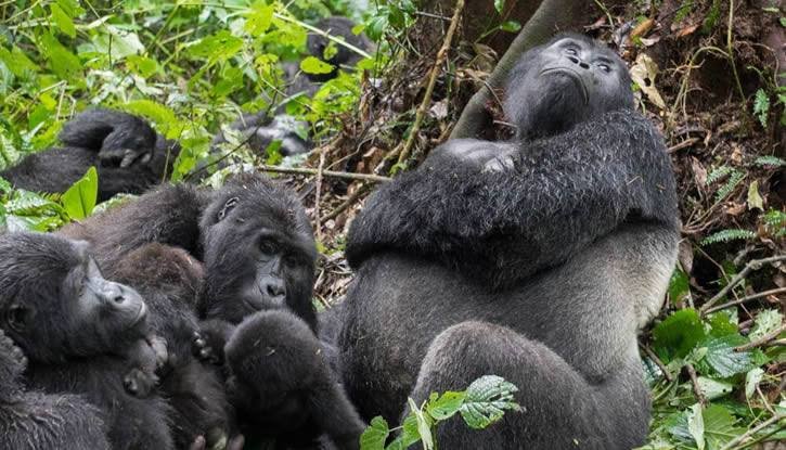 Mountain gorilla trekking experience from Virunga Inn Resort and Spa Rwanda