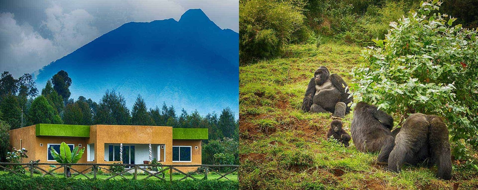 Mountain Gorilla View Lodge in Rwanda