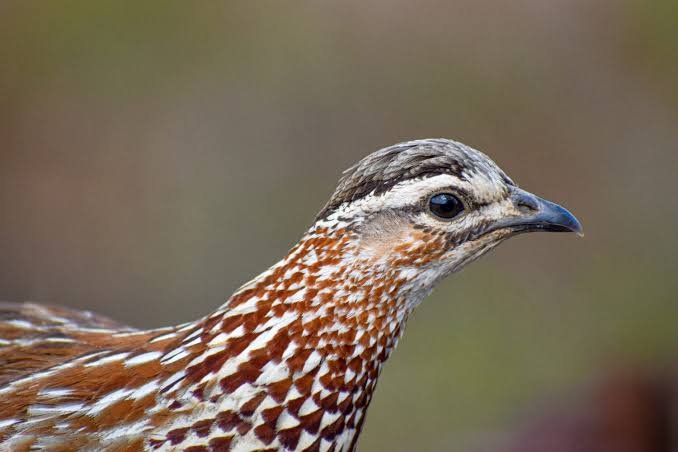 Nahan's Partridge and Uganda's forest floor specialists