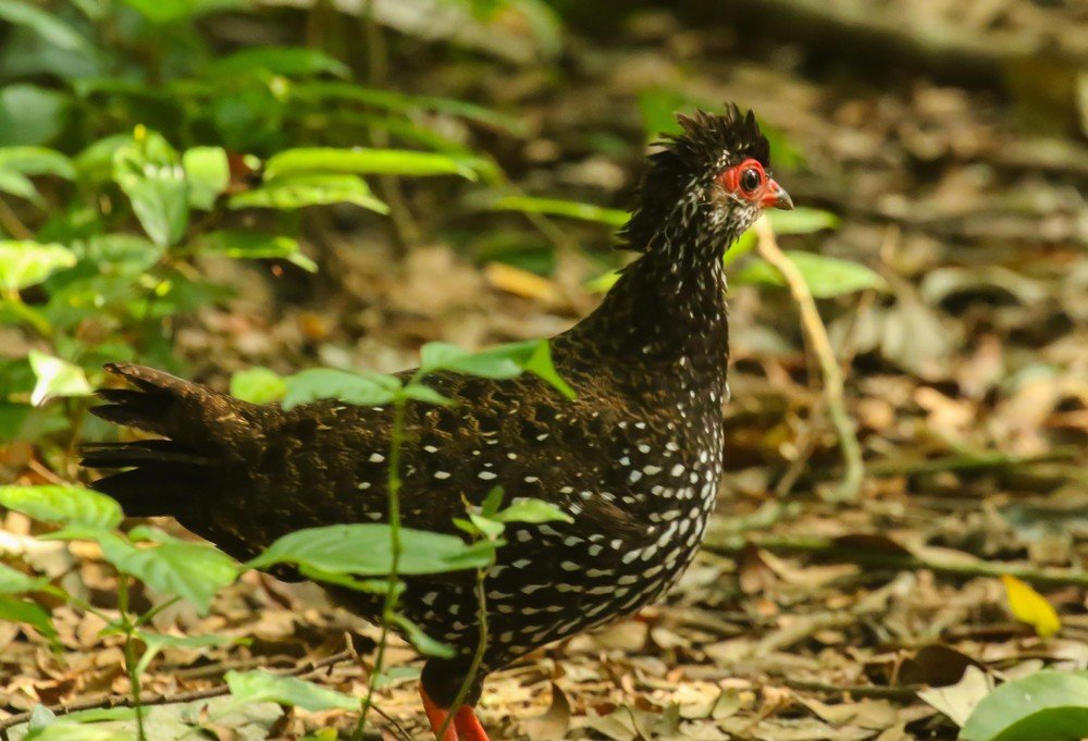 Nahan's Partridge in Uganda's forest
