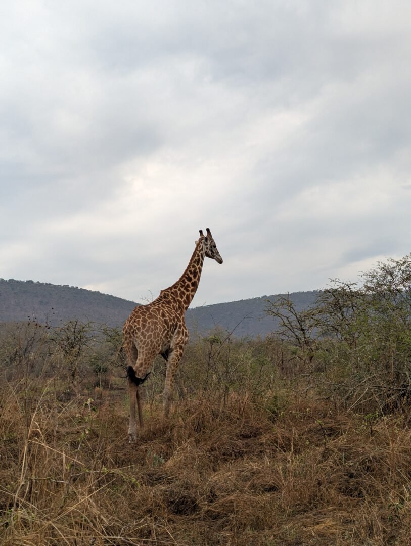 Kinigi Rwanda Safari Travel Photograph Travel photograph from Kinigi, Rwanda, near Volcanoes National Park