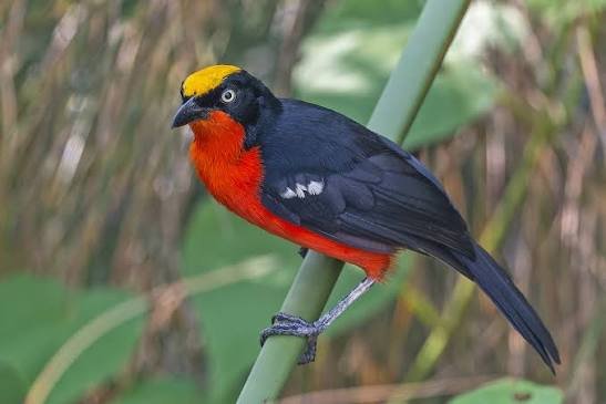 Papyrus Gonolek bird in Uganda wetlands