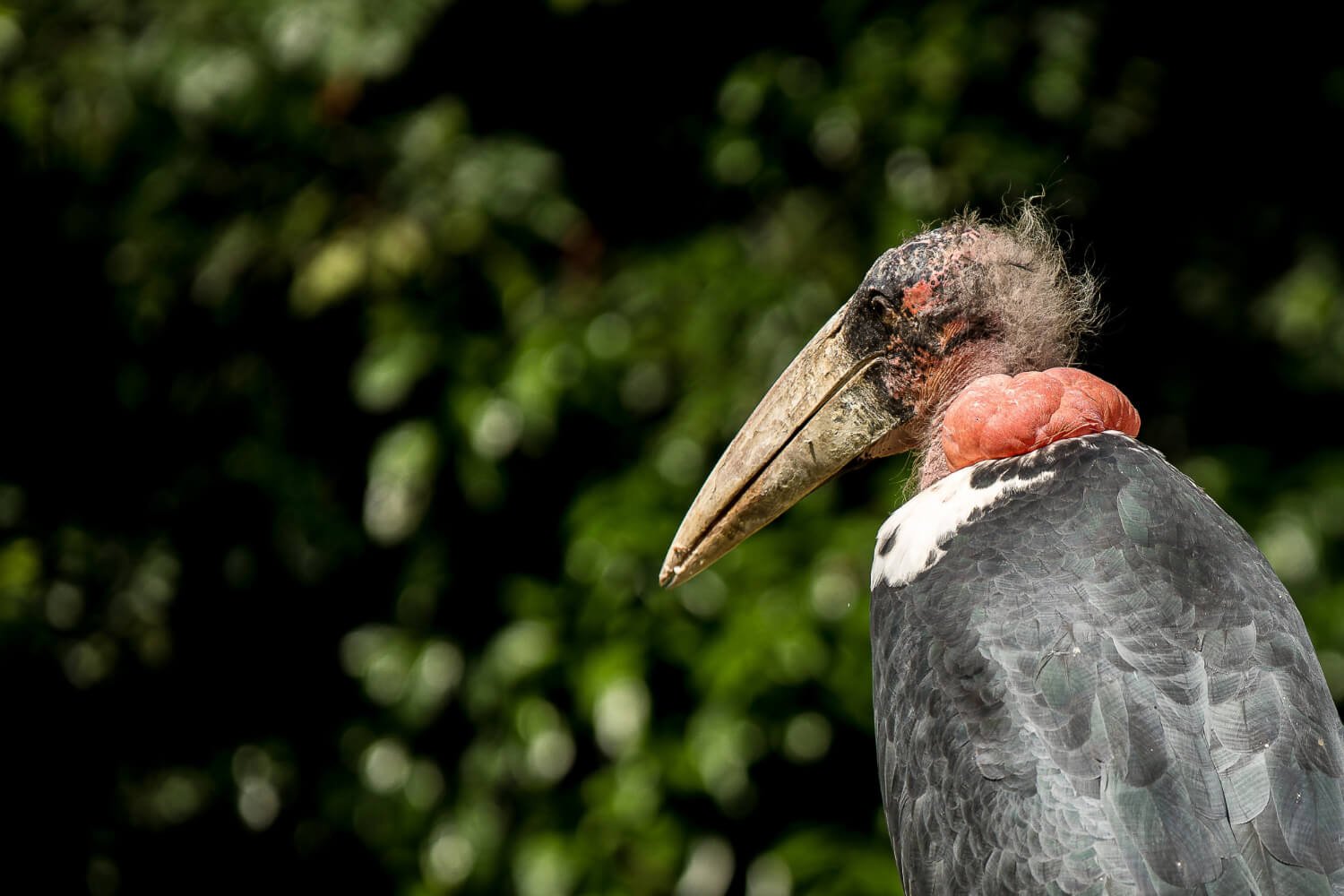 Papyrus Gonolek and Uganda's specialized wetland birds