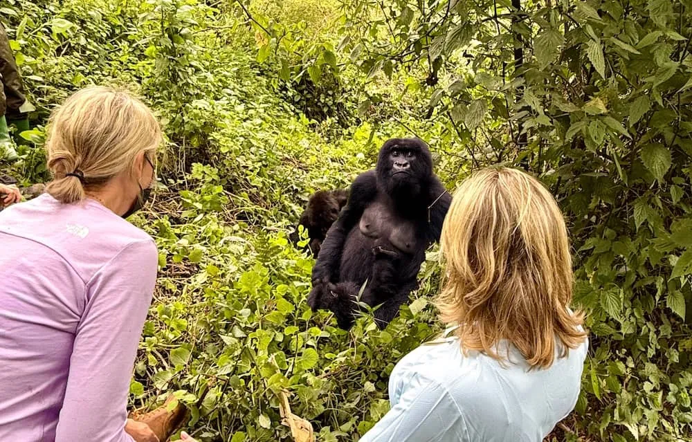 Rwanda Gorilla Tours from the USA – Mountain Gorilla Trekking Safaris in Volcanoes National Park for American Travelers with Nextgen Safaris