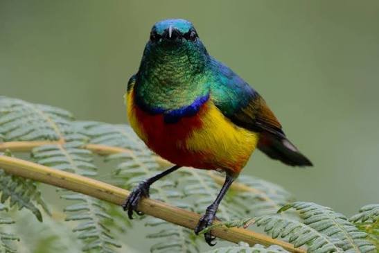 Rwenzori Turaco, Regal Sunbird and other Albertine Rift specialties
