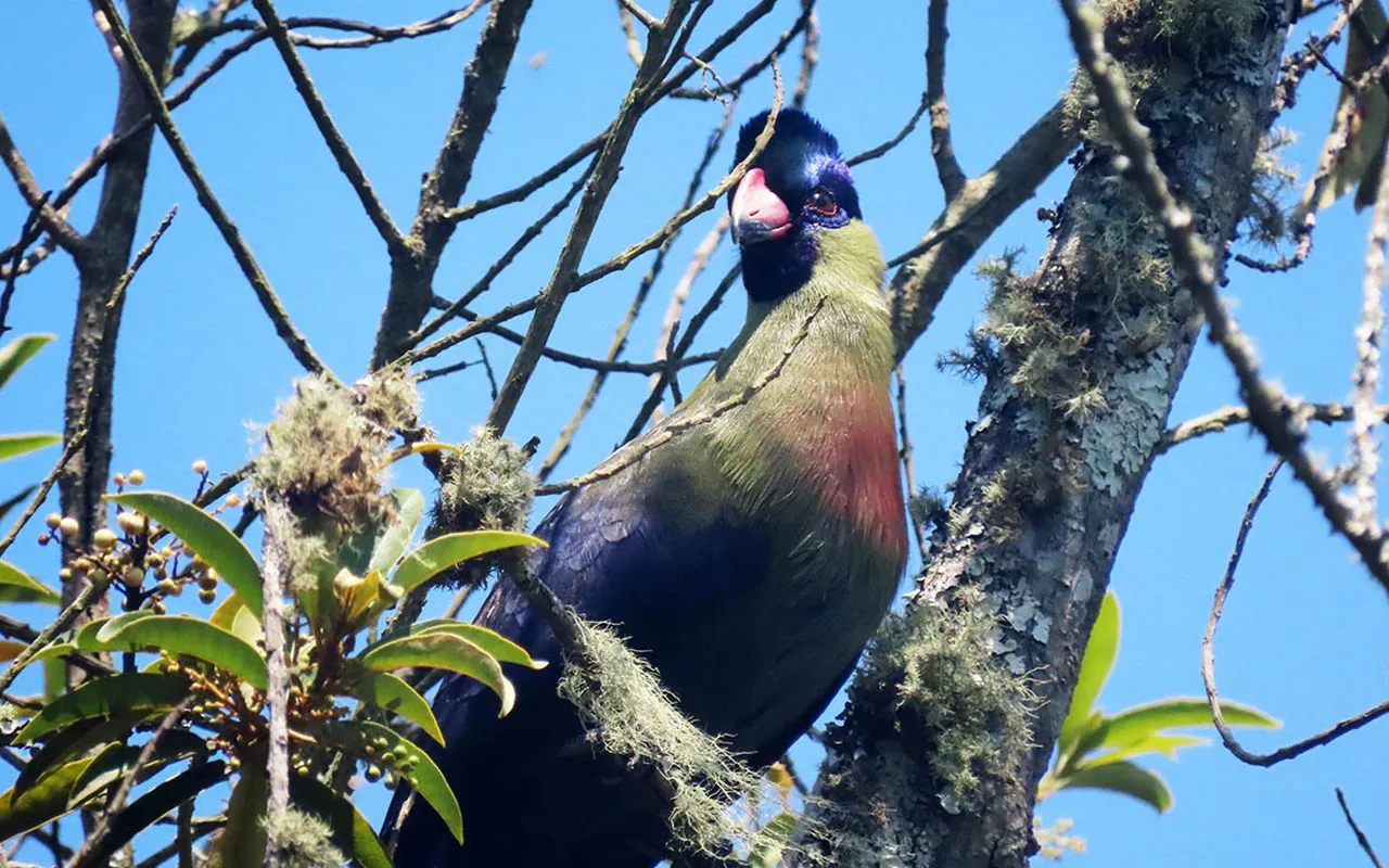 Rwenzori Turaco and Regal Sunbird in Uganda