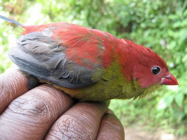 Shelley's Crimsonwing one of the most elusive Albertine Rift birds