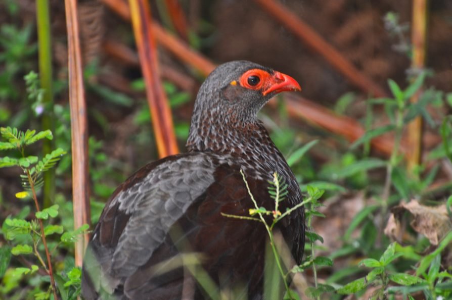 Shelley's Crimsonwing bird in the Albertine Rift