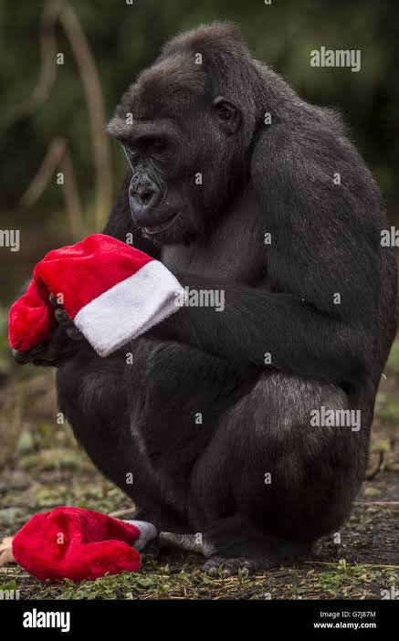 Short Christmas Gorilla Safaris – Festive Gorilla Trekking Holidays in Uganda and Rwanda