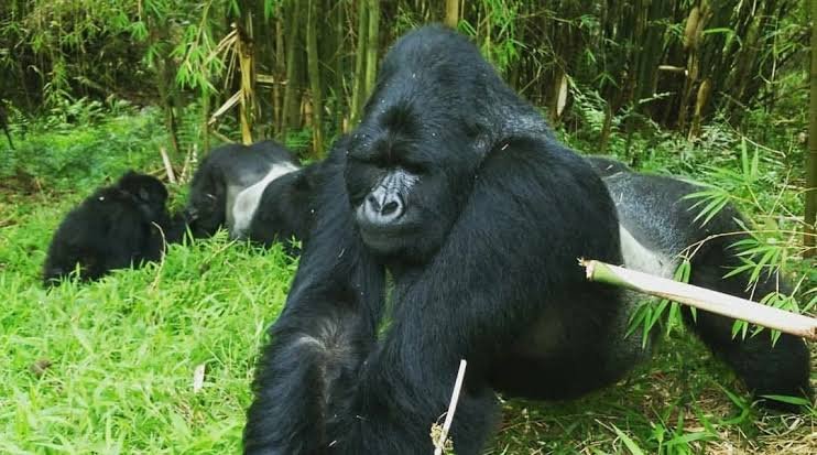 Tipping Gorilla Trekking Porters in Uganda and Rwanda – Safari Tipping Guide Tipping Gorilla Trekking Porters in Uganda and Rwanda