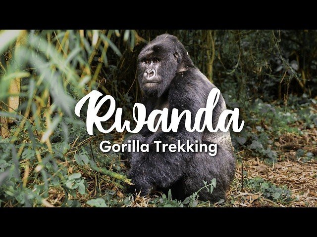 Travelling from India to Rwanda for Gorilla Trekking – Rwanda Gorilla Safari Tours and Travel Guide for Indian Visitors with Nextgen Safaris
