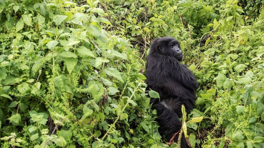 Uganda Gorilla Tours from Canada – Nextgen Safaris Uganda Gorilla Tours from Canada – Mountain Gorilla Trekking Safaris in Bwindi Impenetrable National Park with Nextgen Safaris
