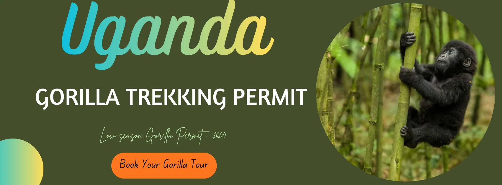 Understanding the new gorilla permit costs in Uganda in 2027