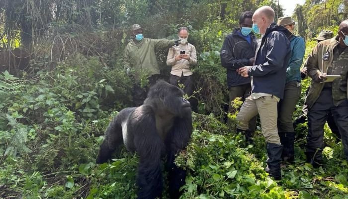 What to Pack for Gorilla Trekking in Rwanda in 2027 What to Pack for Gorilla Trekking in Rwanda in 2027