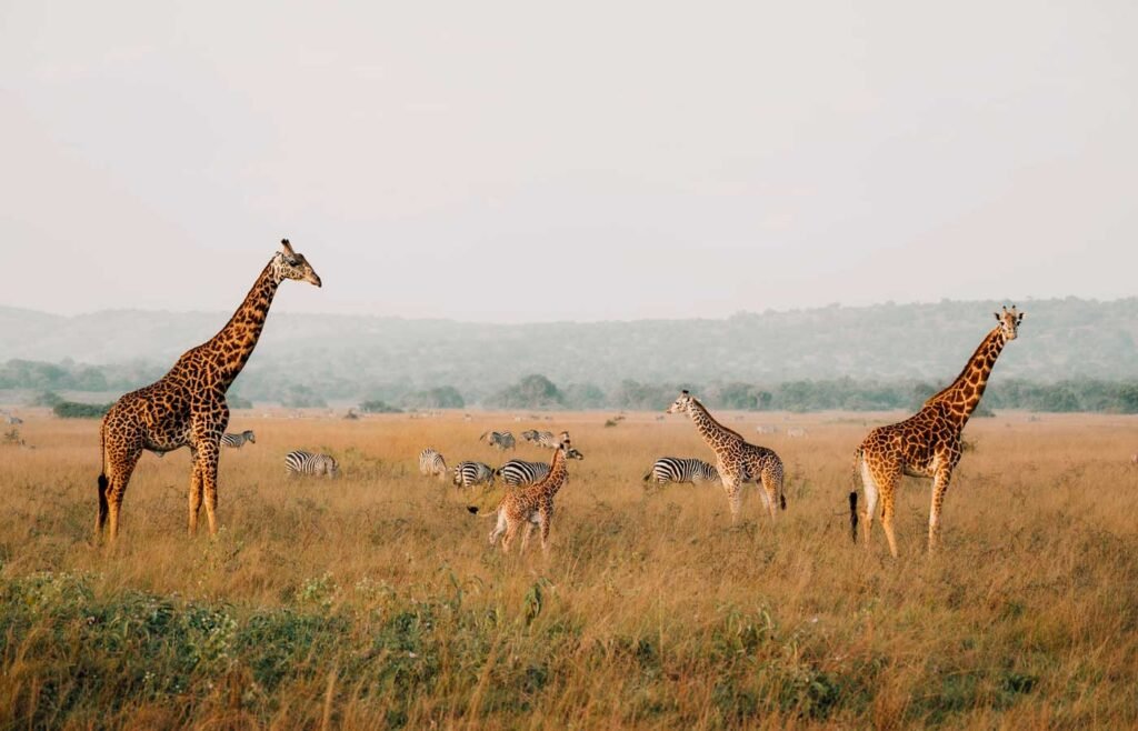 5 Days Rwanda Gorilla and Akagera Big Five Safari