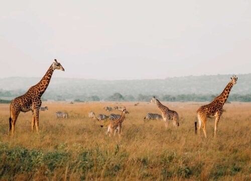 5 Days Rwanda Gorilla and Akagera Big Five Safari
