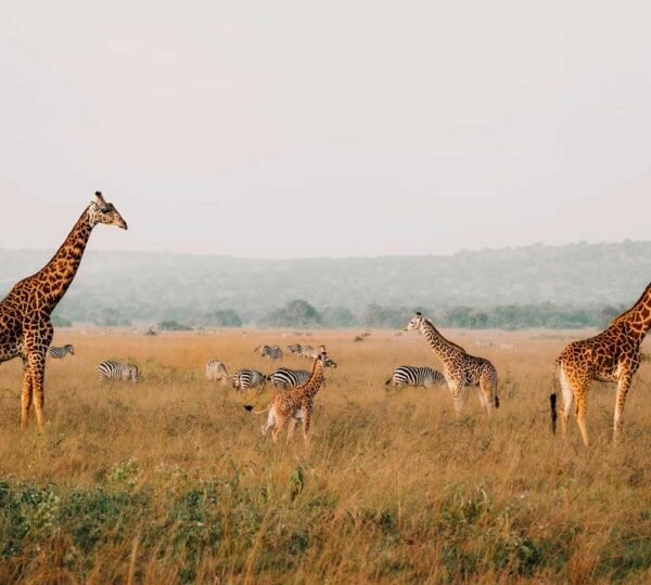 6 Days Rwanda All National Parks Safari